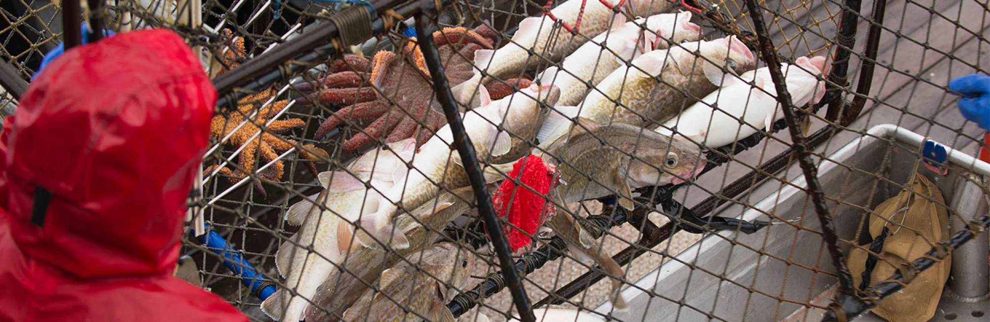 msc-pacific-cod-Banner