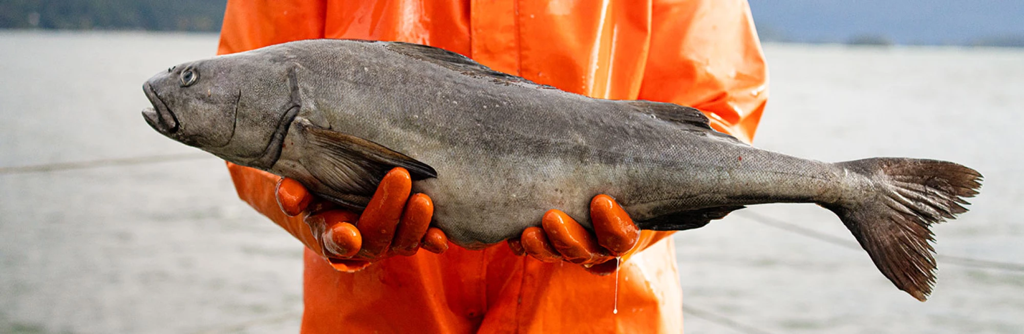 banner-sablefish