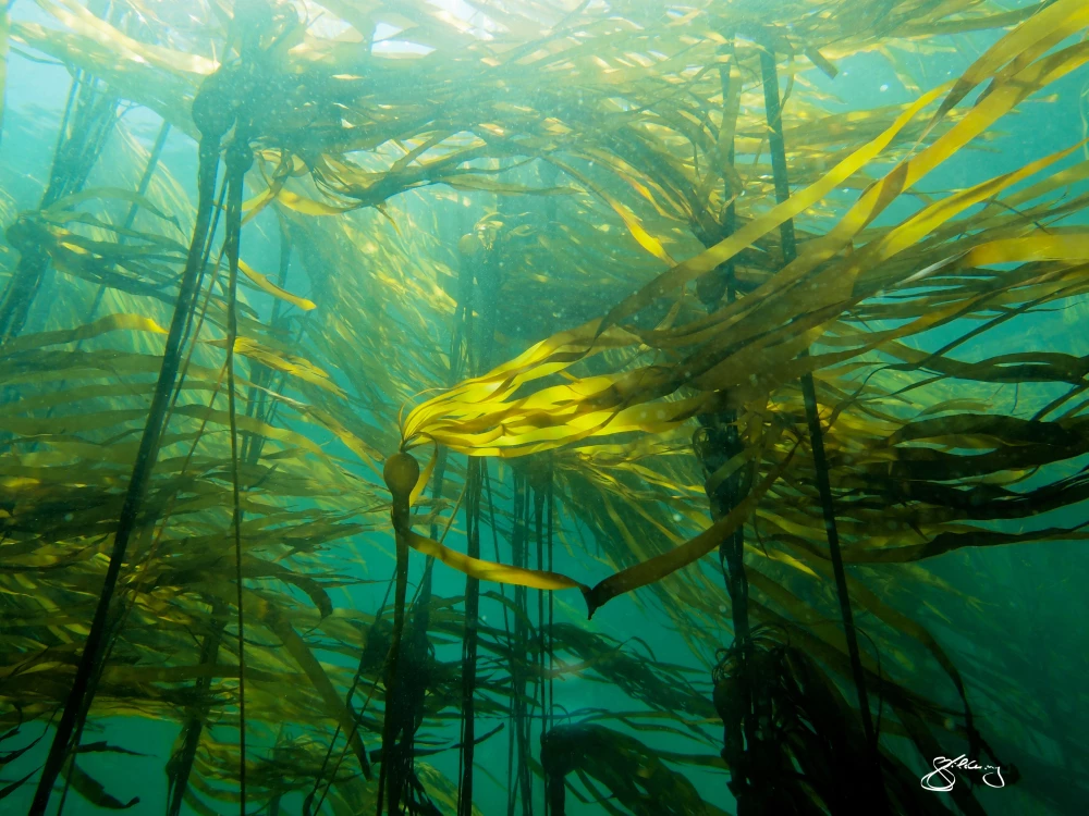 kelp2