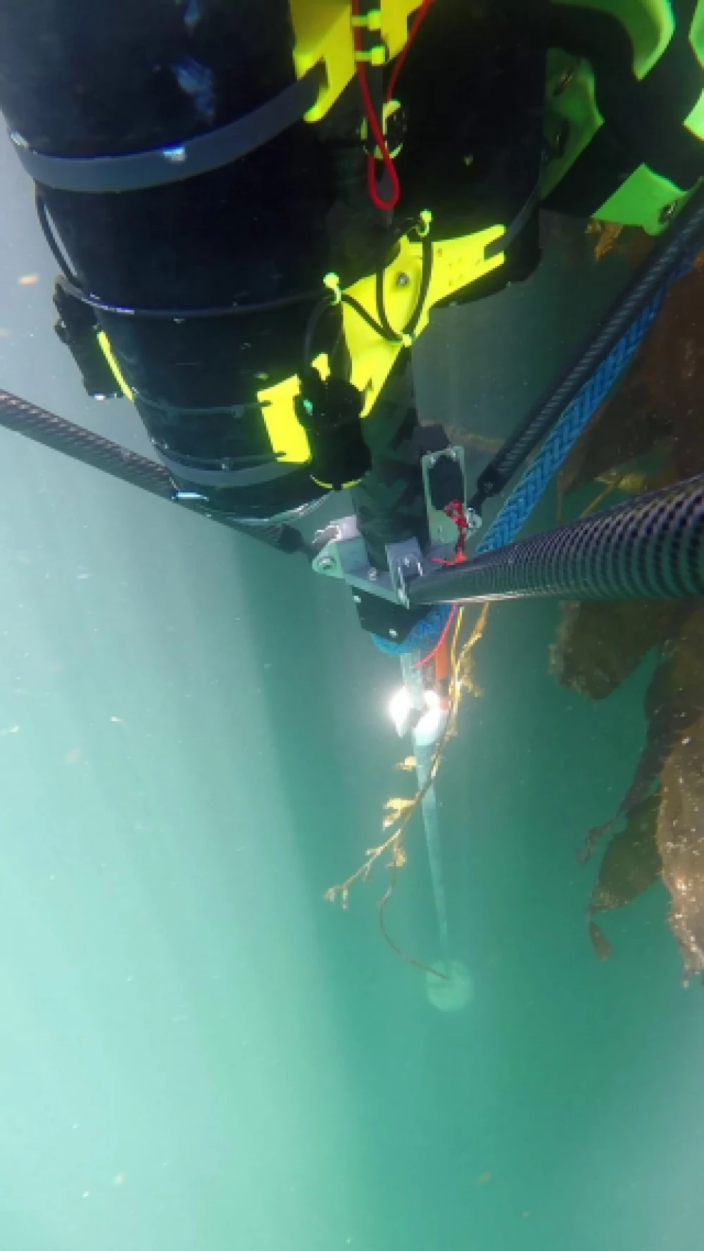 Seagrove-Kelp-3