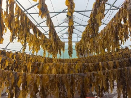 Kelp-AFPC