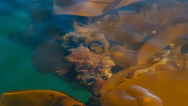Ebbtide-Ocean-Farm-Evie-Witten-Kelp-Farm-Tour_2.14.1-scaled