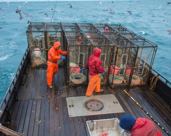 201301 Cod Pots on Deck Birds JR 2-Web JPG
