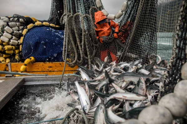 201909 Fish in Net AA 5-Web JPG