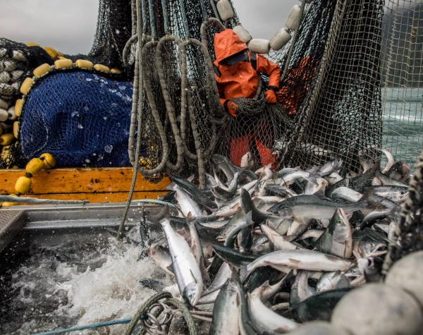 201909 Fish in Net AA 5-Web JPG