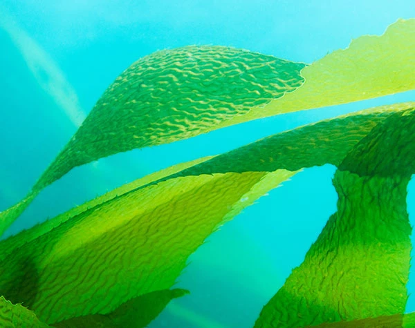 mariculture-research-block