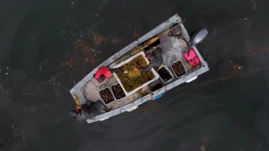 Alaska Kelp Farming