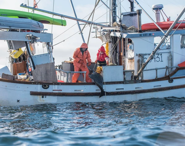 halibut-certs-featured