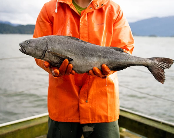 sablefish-certs-featured