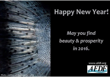 afdf-highlight-NY-2016