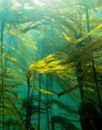 kelp2
