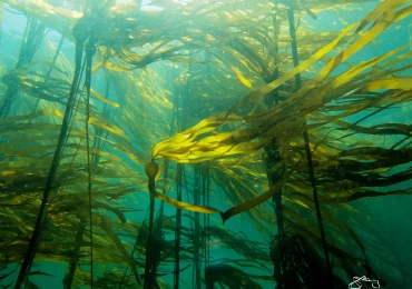 kelp2