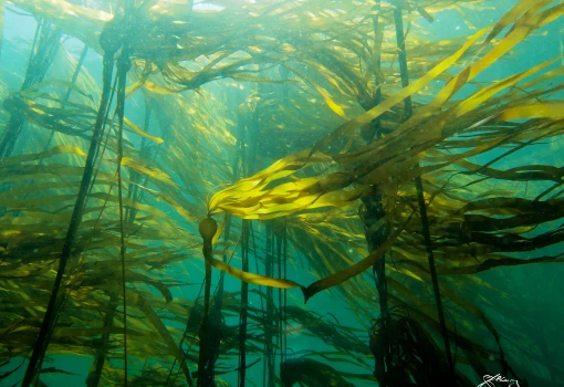 kelp2