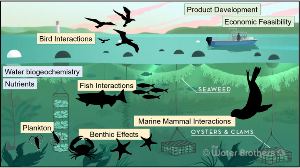 🇺🇸 Introducing the Mariculture Research and Restoration Consortium