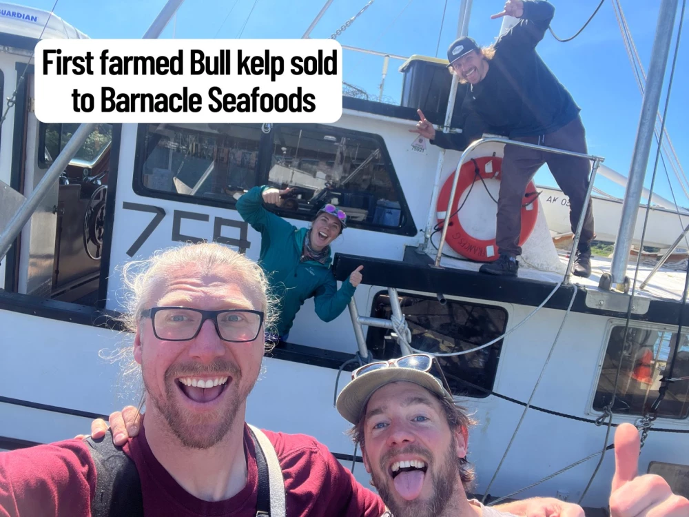 Sold-bull-kelp-to-Barnacle-scaled