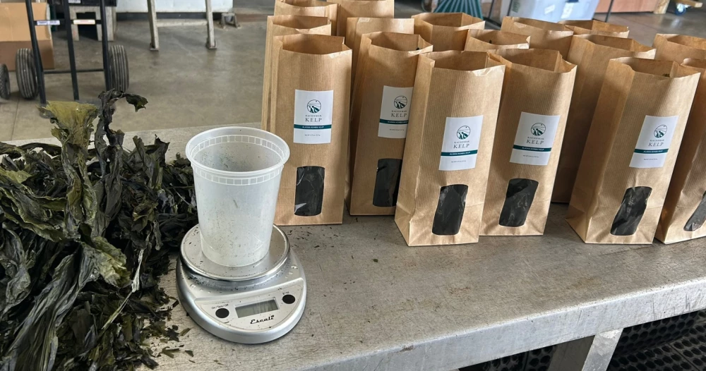 JIP-7-Saltwater-Inc-Regeneration-North