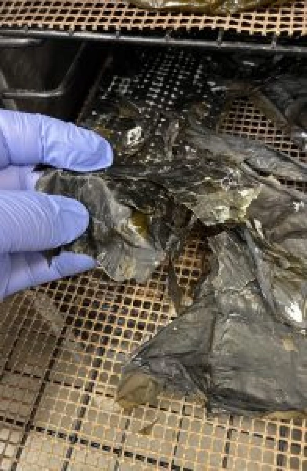 JIP-11-Barnacle-Foods-196x300