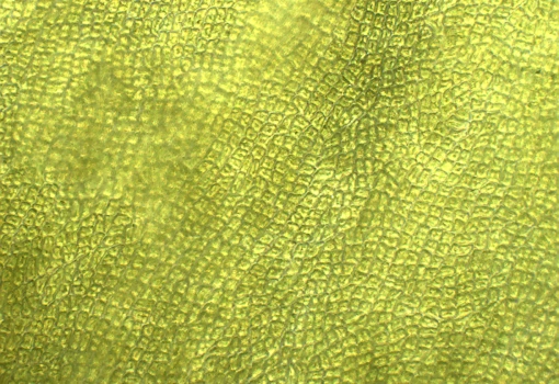 Seaweed Microscope